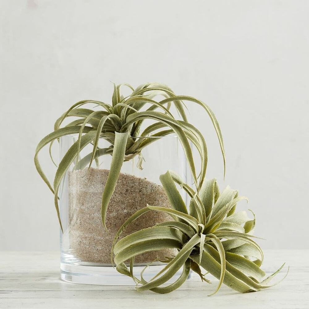 NEW POTTERY BARN Tan Grape Wood Mint Green Faux Air Plant Tabletop Decor Display - Picture 13 of 13